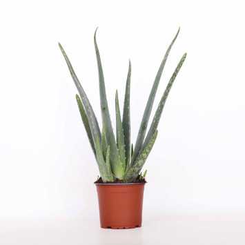 Aloes (Aloe vera) - śr.donicy.: 12 [cm]