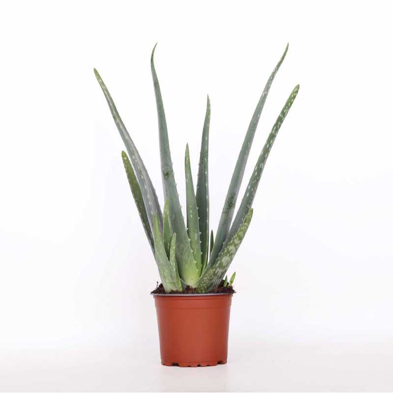 Aloes (Aloe vera) - śr.donicy.: 12 [cm]