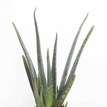 Aloes (Aloe vera) - śr.donicy.: 12 [cm]