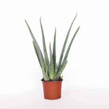 Aloes (Aloe vera) - śr.donicy.: 12 [cm]