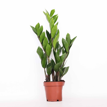 Zamia, Zamiokulkas (Zamioculcas)