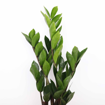 Zamia, Zamiokulkas (Zamioculcas)