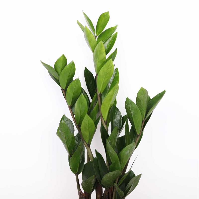 Zamia, Zamiokulkas (Zamioculcas)