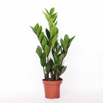 Zamia, Zamiokulkas (Zamioculcas)