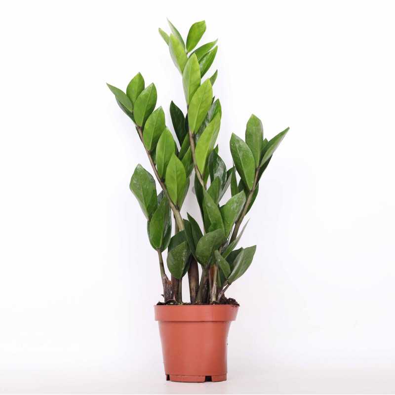 Zamia, Zamiokulkas (Zamioculcas)