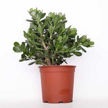  Grubosz jajowaty (Crassula ovate)