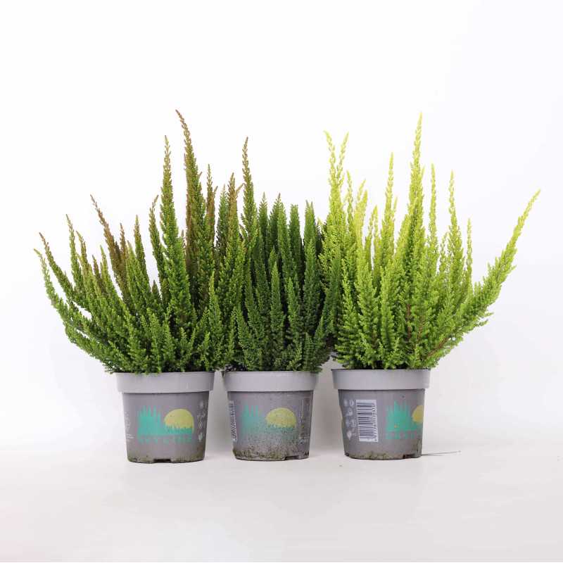 Wrzos Skyline (Calluna vulgaris)