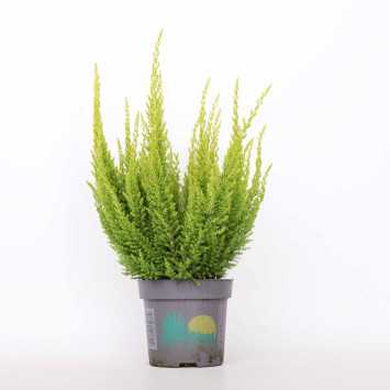 Wrzos Skyline (Calluna vulgaris)