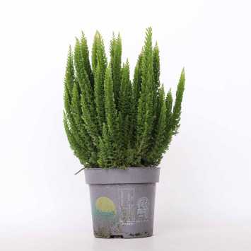 Wrzos Skyline (Calluna vulgaris)