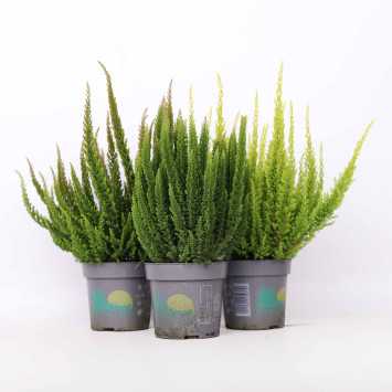 Wrzos Skyline (Calluna vulgaris)