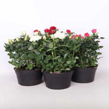 Róża doniczkowa - śr. donicy 20 cm