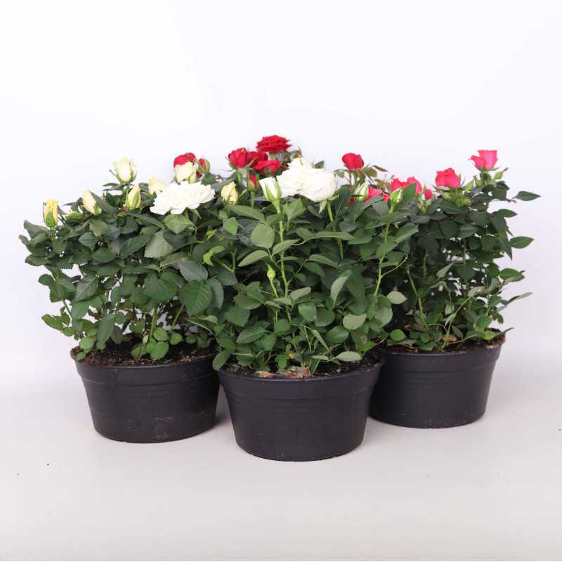Róża doniczkowa - śr. donicy 20 cm Róża doniczkowa - śr. donicy 20 cm