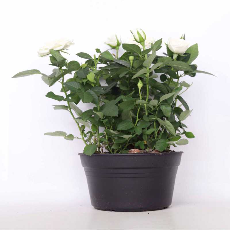Róża doniczkowa - śr. donicy 20 cm Róża doniczkowa - śr. donicy 20 cm