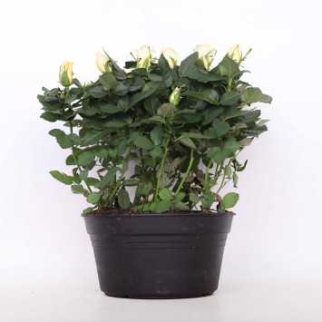 Róża doniczkowa - śr. donicy 20 cm