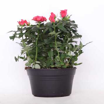 Róża doniczkowa - śr. donicy 20 cm