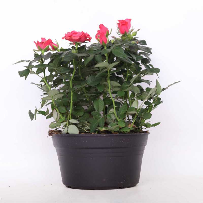 Róża doniczkowa - śr. donicy 20 cm Róża doniczkowa - śr. donicy 20 cm