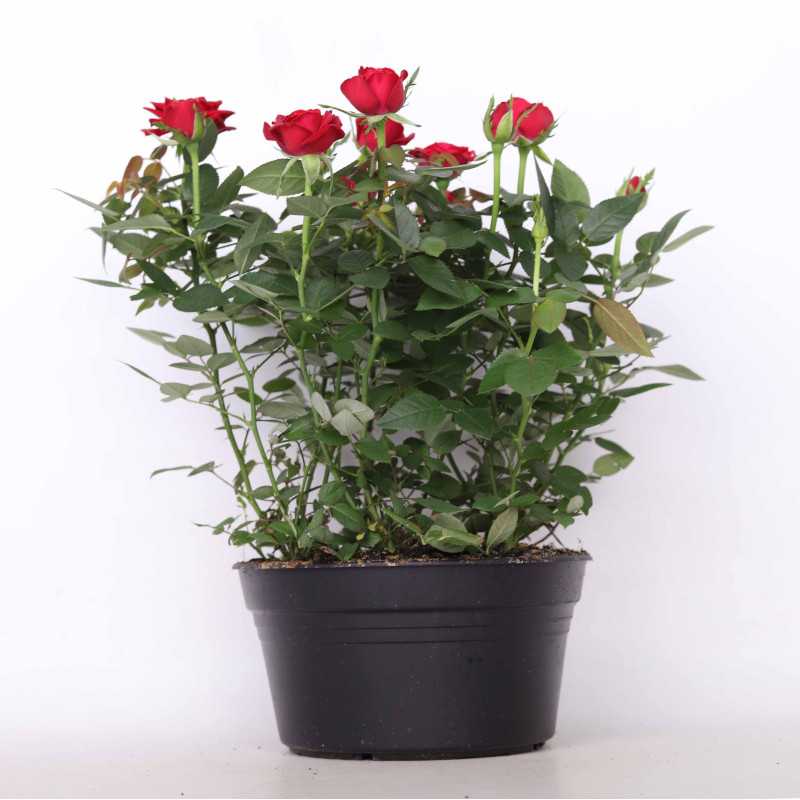 Róża doniczkowa - śr. donicy 20 cm Róża doniczkowa - śr. donicy 20 cm
