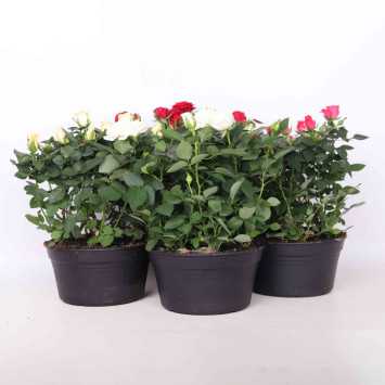 Róża doniczkowa - śr. donicy 20 cm