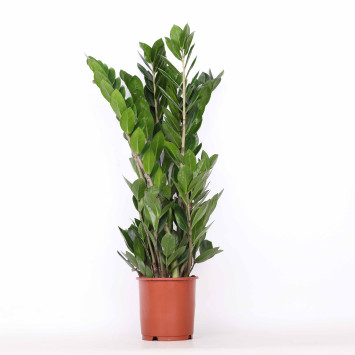 Zamia (zamioculcas) -  śr. donicy: 13 cm