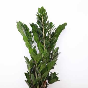 Zamia (zamioculcas) - śr. donicy: 13 cm