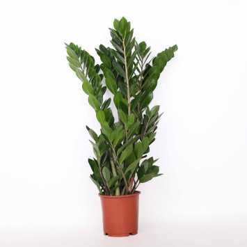 Zamia (zamioculcas) - śr. donicy: 13 cm