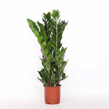 Zamia (zamioculcas) - śr. donicy: 13 cm