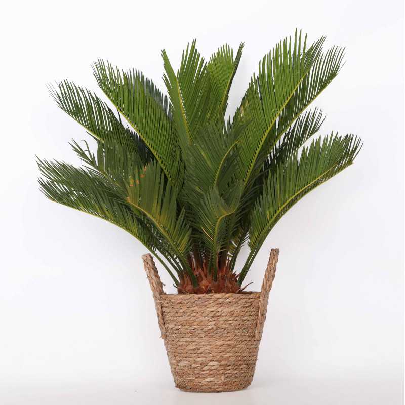 Cycas revoluta (Sagowiec odwinięty)