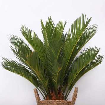 Cycas revoluta (Sagowiec odwinięty)