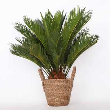 Cycas revoluta (Sagowiec odwinięty)