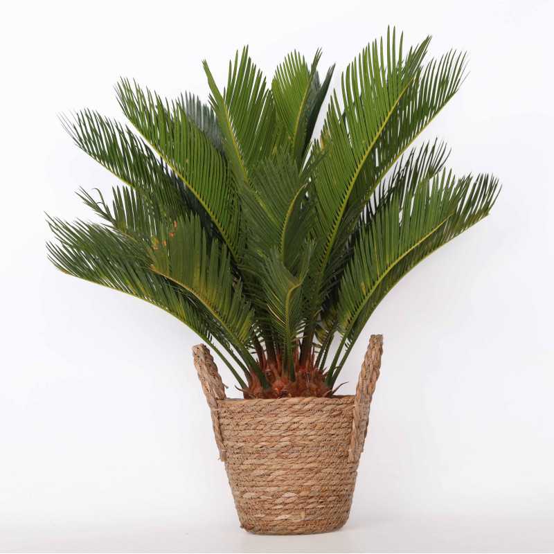 Cycas revoluta (Sagowiec odwinięty)