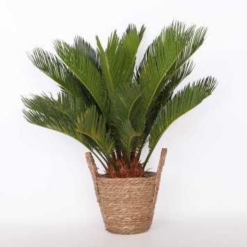 Cycas revoluta (Sagowiec odwinięty)