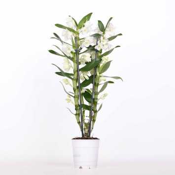 Dendrobium szlachetne