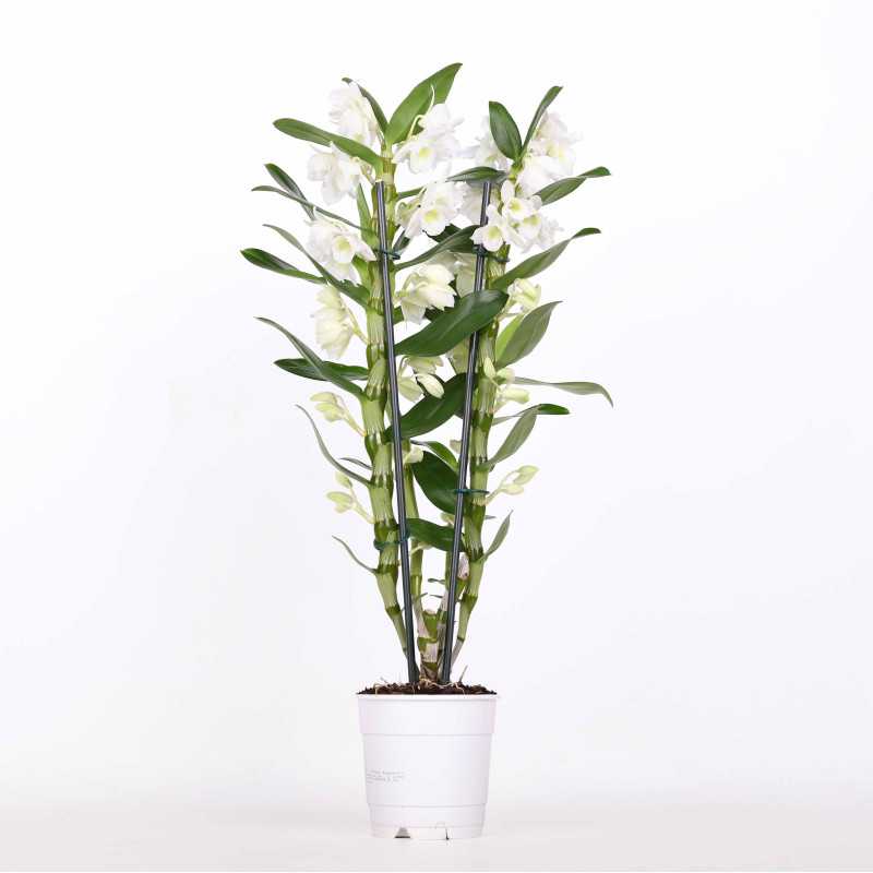 Dendrobium szlachetne