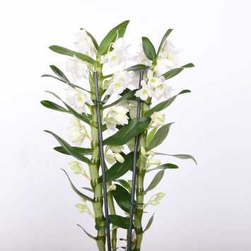 Dendrobium szlachetne