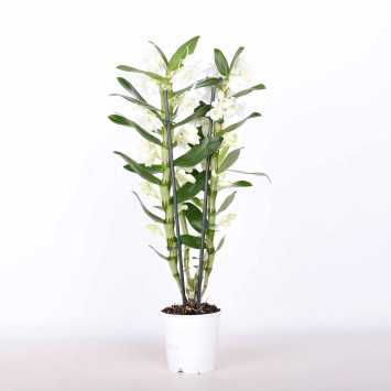Dendrobium szlachetne