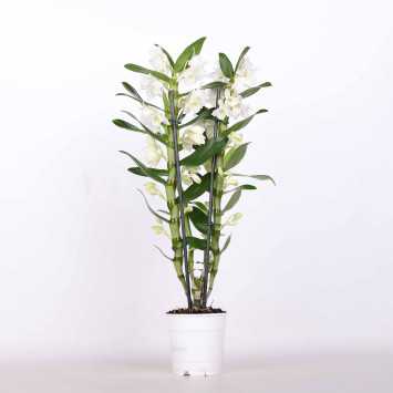 Dendrobium szlachetne