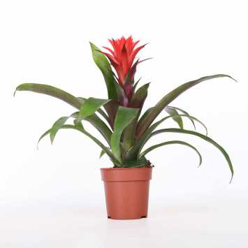 Guzmania hope czerwona - śr. donicy: 12 cm