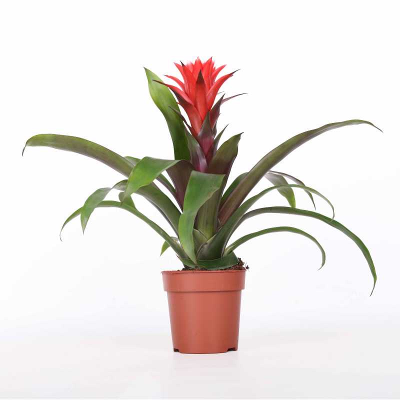 Guzmania hope czerwona - śr. donicy: 12 cm