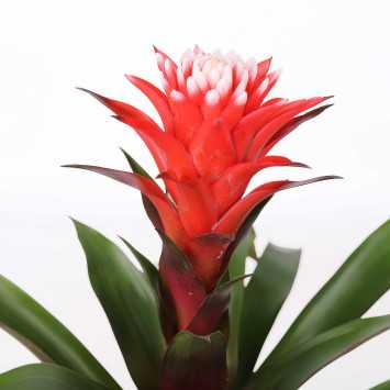 Guzmania hope czerwona - śr. donicy: 12 cm