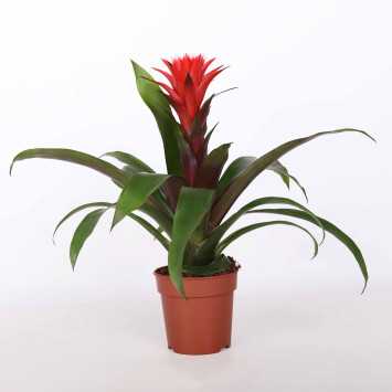 Guzmania hope czerwona - śr. donicy: 12 cm