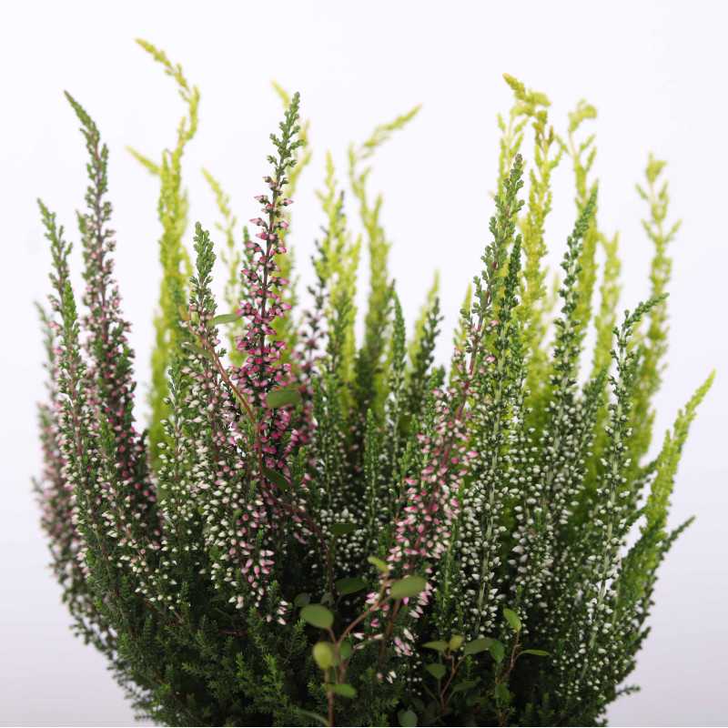 Wrzos pączkowy TRIO (Calluna vulgaris)