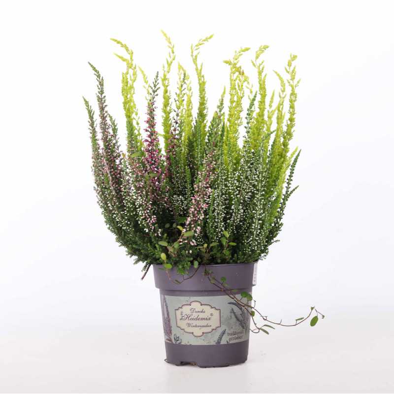 Wrzos pączkowy TRIO (Calluna vulgaris)