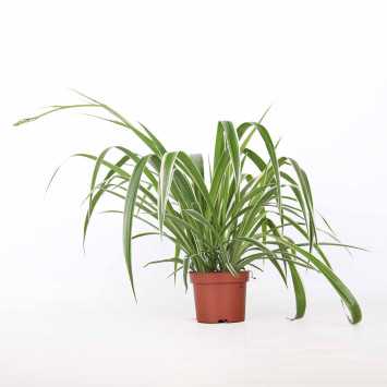 Zielistka Sternberga (Chlorophytum)