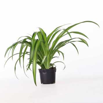 Zielistka Sternberga (Chlorophytum)