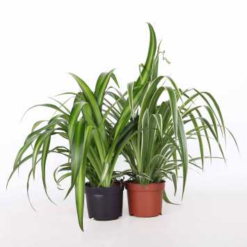 Zielistka Sternberga (Chlorophytum)