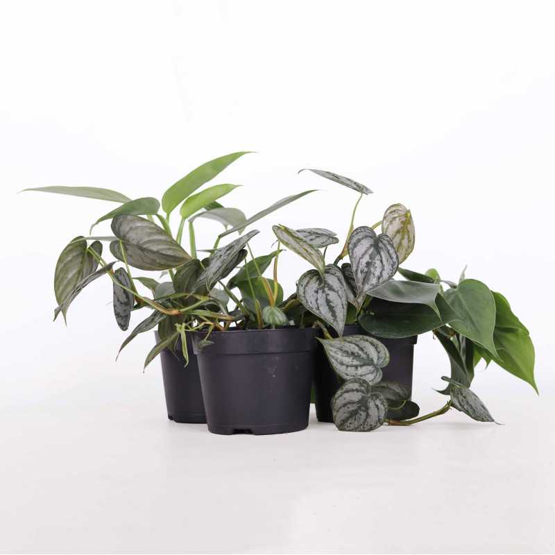 Filodendron (Philodendron) MIX