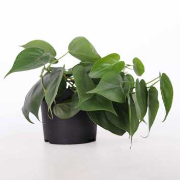 Filodendron (Philodendron) MIX