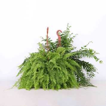 Nephrolepis 