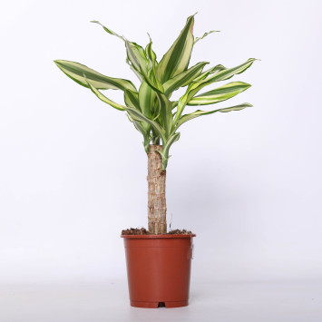 Dracena wonna (Dracaena fragrans)