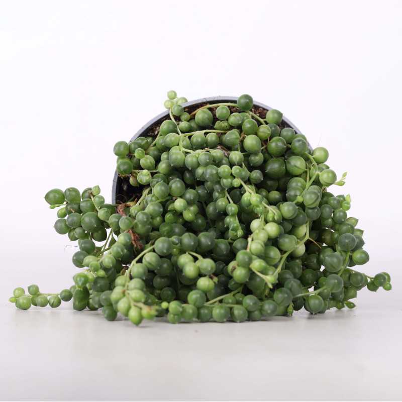 Senecio rowleyanus (Starzec rowleya)) - śr. donicy: 10 cm